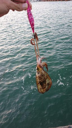 イカ爆釣だけどー