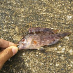 エギング&アジング