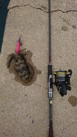 なかなかな爆風だけどエギング