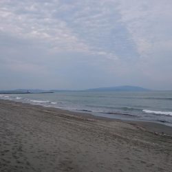 タチウオ、シーバス