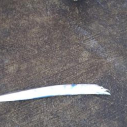 タチウオにサゴシ