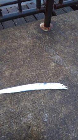 タチウオにサゴシ