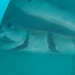 25時始夜釣り〜夕まづめ釣果