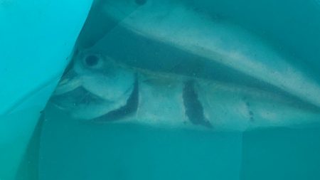 25時始夜釣り〜夕まづめ釣果