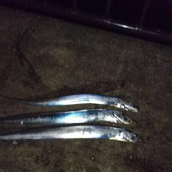 タチウオのちエイ