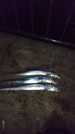 タチウオのちエイ