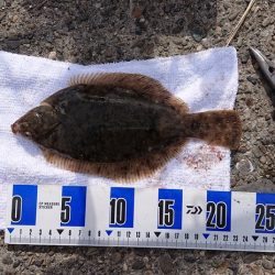 太刀魚、キス釣り、五目釣り