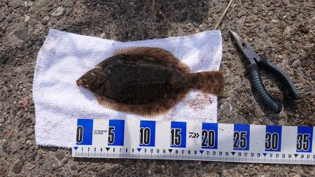 太刀魚、キス釣り、五目釣り