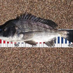 ウキふかせリハビリ釣行