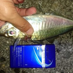 太刀魚渋い