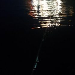 夕練いつものシーバス調査