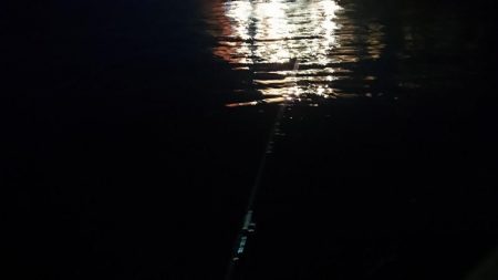 夕練いつものシーバス調査