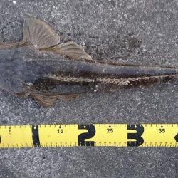 エソ以外ならなんでも