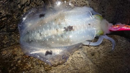 仕事終わりエギング