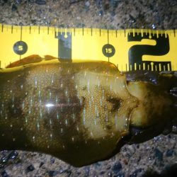 連休朝イチ狙い