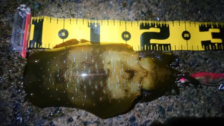 連休朝イチ狙い