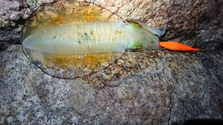 仕事帰りエギング