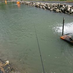 豪雨のアクアヘヴン良型レインボー連発!