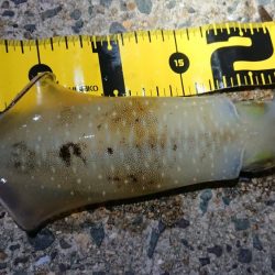 ２日連日エギング