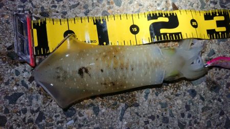 ２日連日エギング