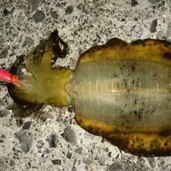 【アオリイカ新子】18杯。前回来たときよりも成長してました！