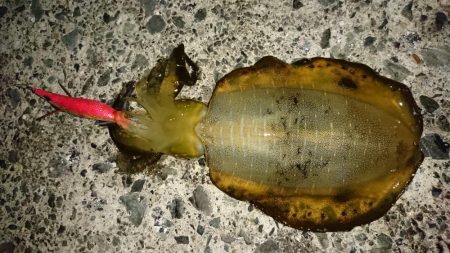 【アオリイカ新子】18杯。前回来たときより…