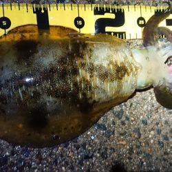 夜雨上がりにちょこっと