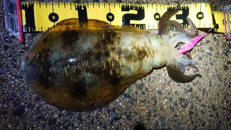 夜雨上がりにちょこっと