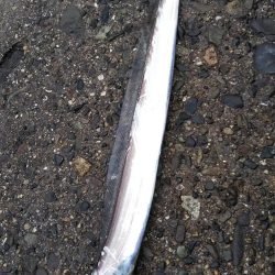 ワインド太刀魚