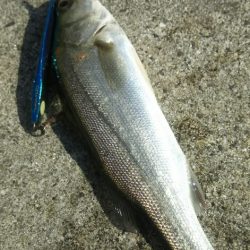 【苅田港】シーバス調査