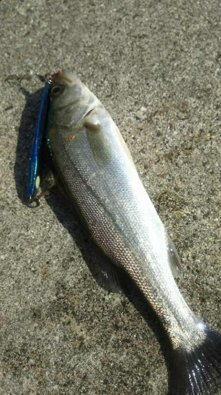 【苅田港】シーバス調査