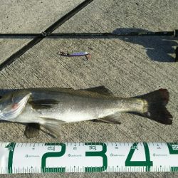 【苅田港】シーバス調査２