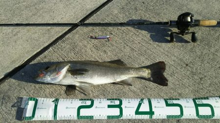 【苅田港】シーバス調査２