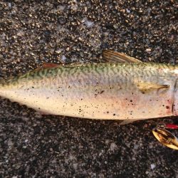 サバを交わし何とかサゴシ一本捕獲!