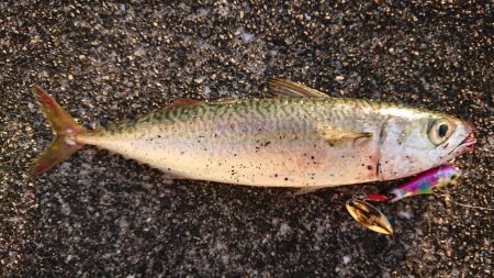 サバを交わし何とかサゴシ一本捕獲!