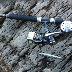 ヒラマサが釣れない。