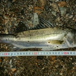 シーバス釣果
