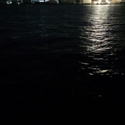 夕練シーバス一時間調査！