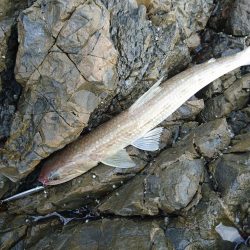 サゴシとキジハタと☆ＥＳＯ☆