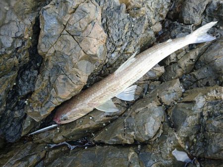 サゴシとキジハタと☆ＥＳＯ☆