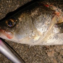 ガシラからの、可愛いシーバスキャッチ♪