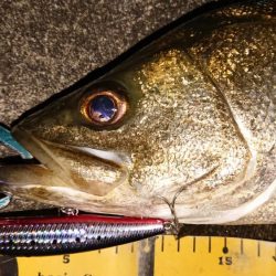 夕練シーバス70キャッチもバラシ半分…