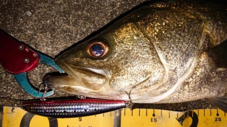 夕練シーバス70キャッチもバラシ半分…