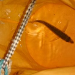 のべ竿いっぽん