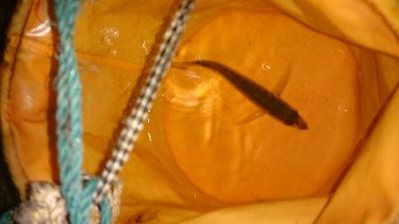 のべ竿いっぽん