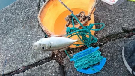 Aji一本釣り
