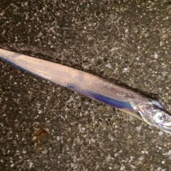 釣れたが、疲れた～