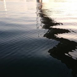 朝練、シーバス調査!