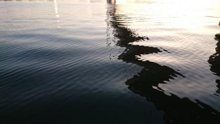 朝練、シーバス調査!