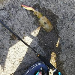 teamゲッソー調査隊